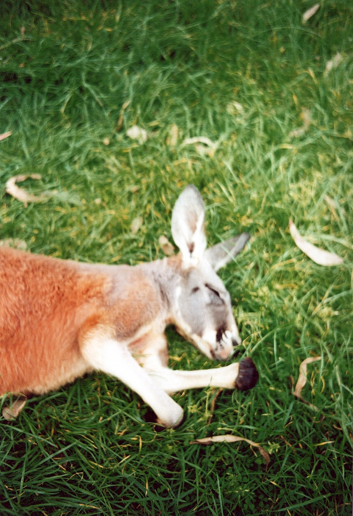 2000 - Australie 125G.jpg